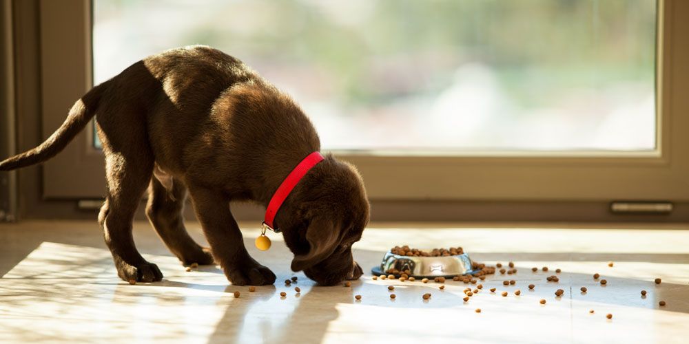 Four Tips to Find the Best Online Pet Store