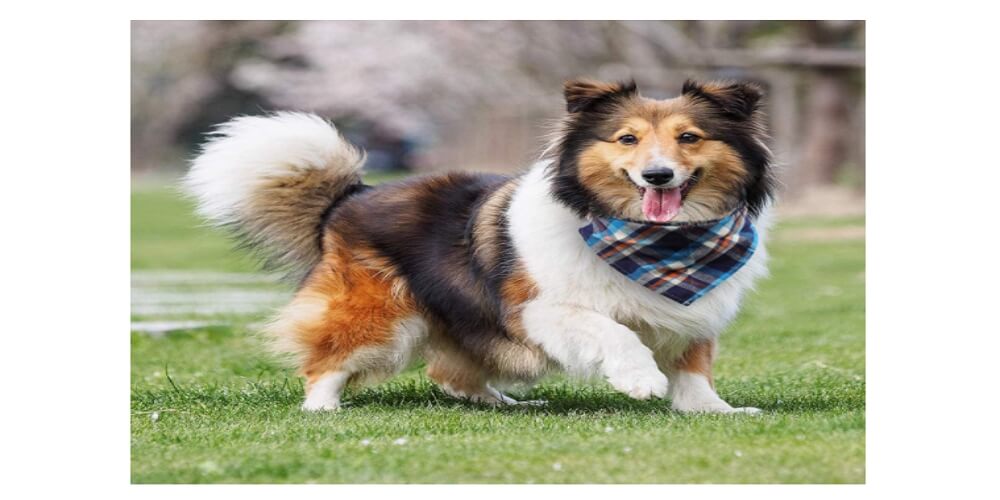 Reasons to Getting Dog Bandanas for Your Pet